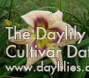 Daylily Bette Davis Eyes